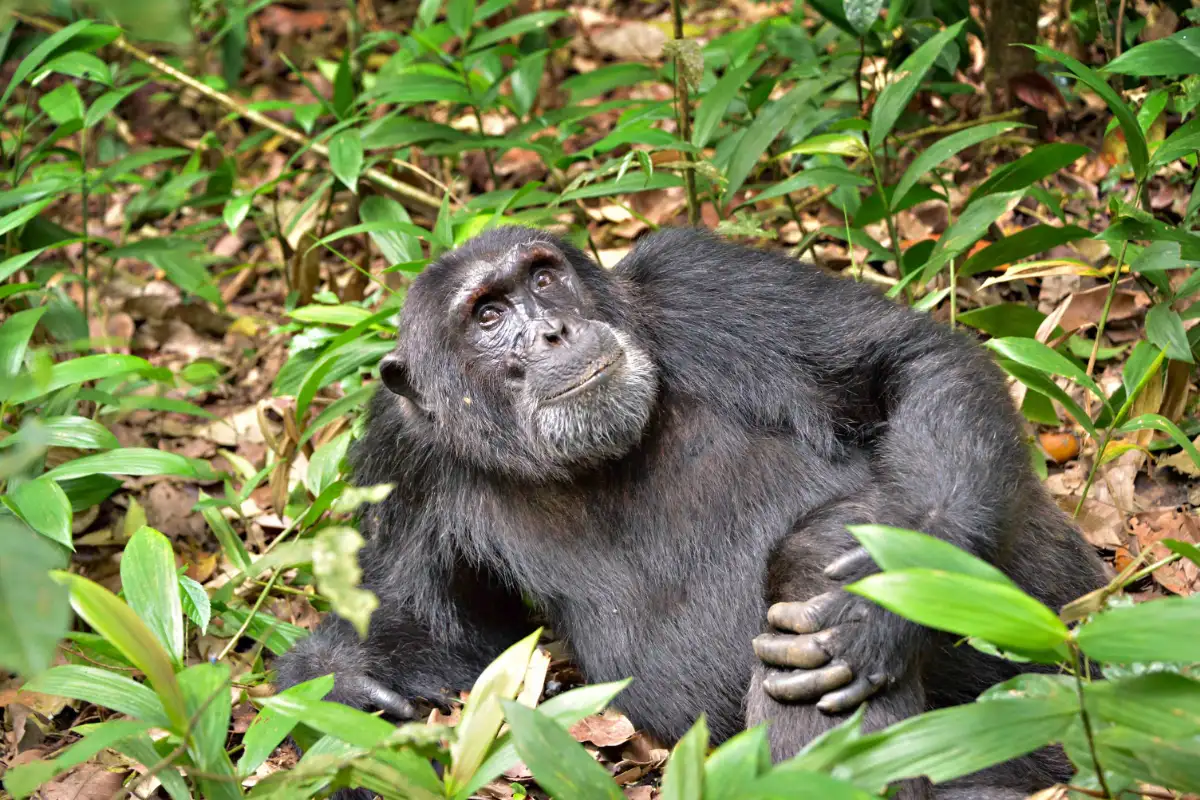 3-day chimpanzee  safari in Uganda